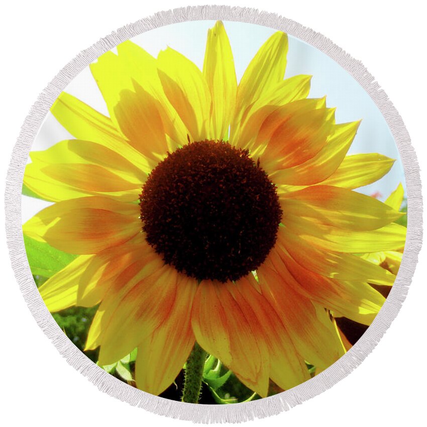 Sunflowers Round Beach Towel featuring the photograph Walking on Sunshine by Onedayoneimage Photography