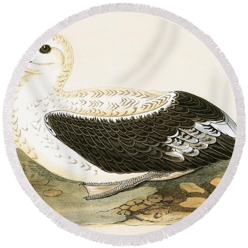 Albatross Round Beach Towel featuring the painting Wandering Albatross by English School