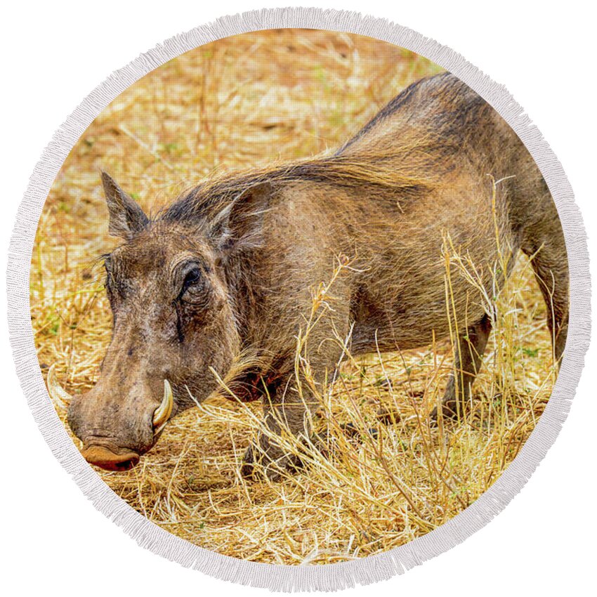 Africa Round Beach Towel featuring the photograph Warthog by Marilyn Burton