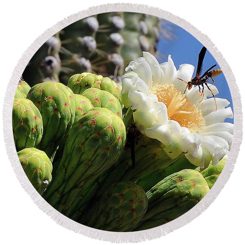 Wasp Round Beach Towel featuring the photograph Wasp on Saguaro Bloom by Ted Keller