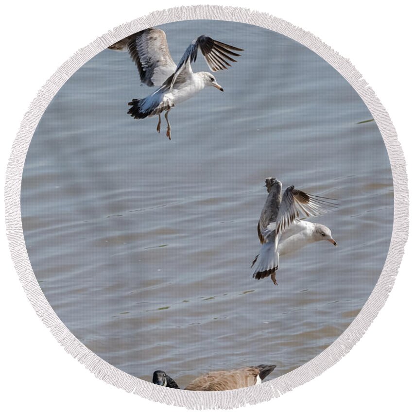 Gull Round Beach Towel featuring the photograph Watch Out Below by Holden The Moment