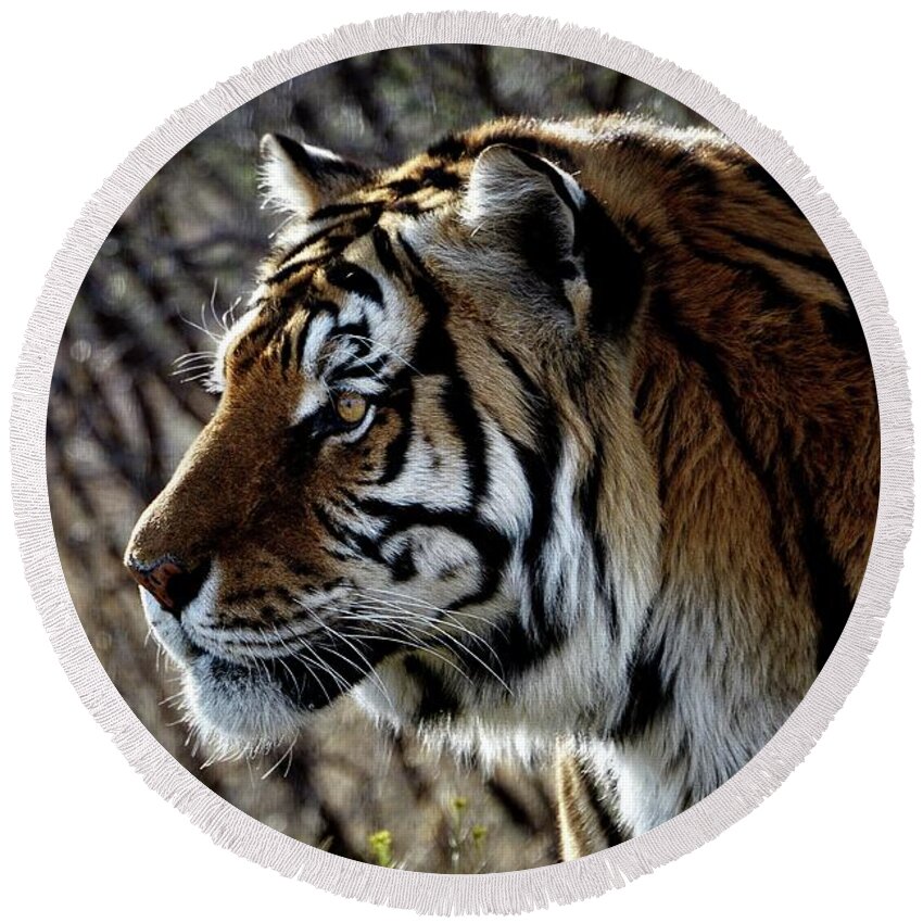 Panthera Tigris Round Beach Towel featuring the photograph Watching Eye by Debra Sabeck