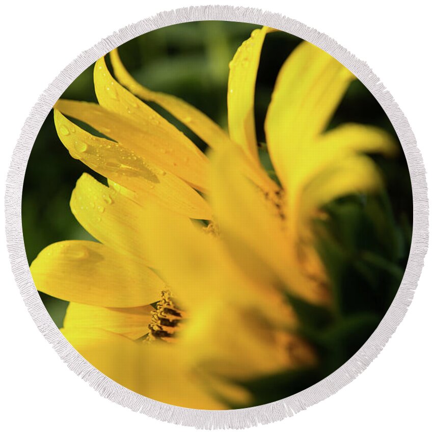 Bloom Round Beach Towel featuring the photograph Water Drops and Sunflower Petals by Dennis Dame