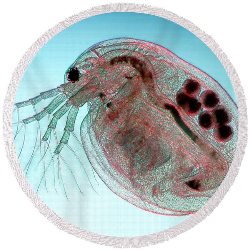 Water Flea Round Beach Towel featuring the photograph Water Flea Daphnia Magna by Ted Kinsman