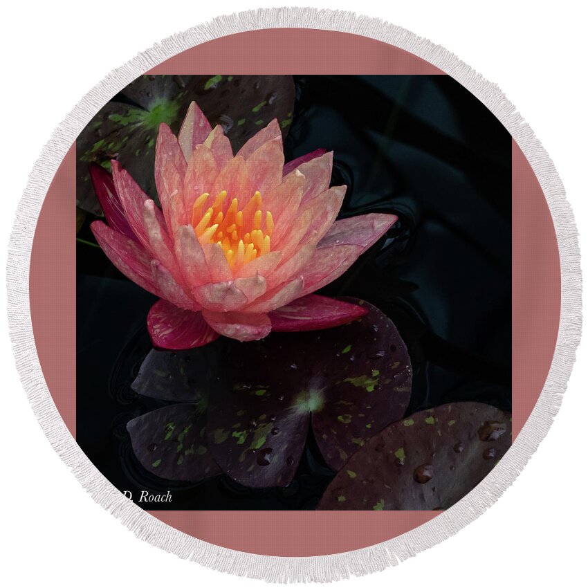 Lily Round Beach Towel featuring the photograph Water Lily by John Roach