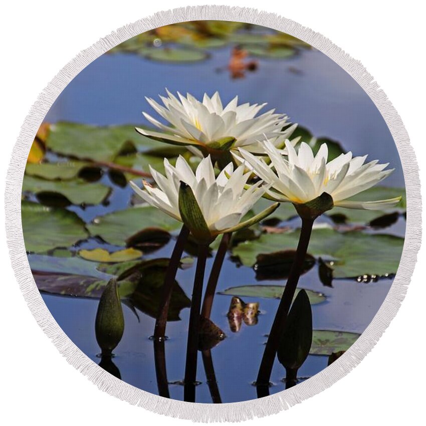 White Round Beach Towel featuring the photograph Water Lily Reflections by Michiale Schneider