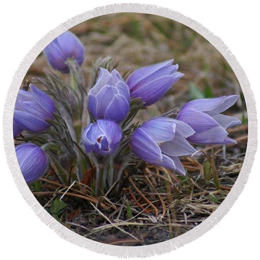 Pasque Flower Round Beach Towel featuring the photograph Watercolor Pasque Flowers by Heather Coen
