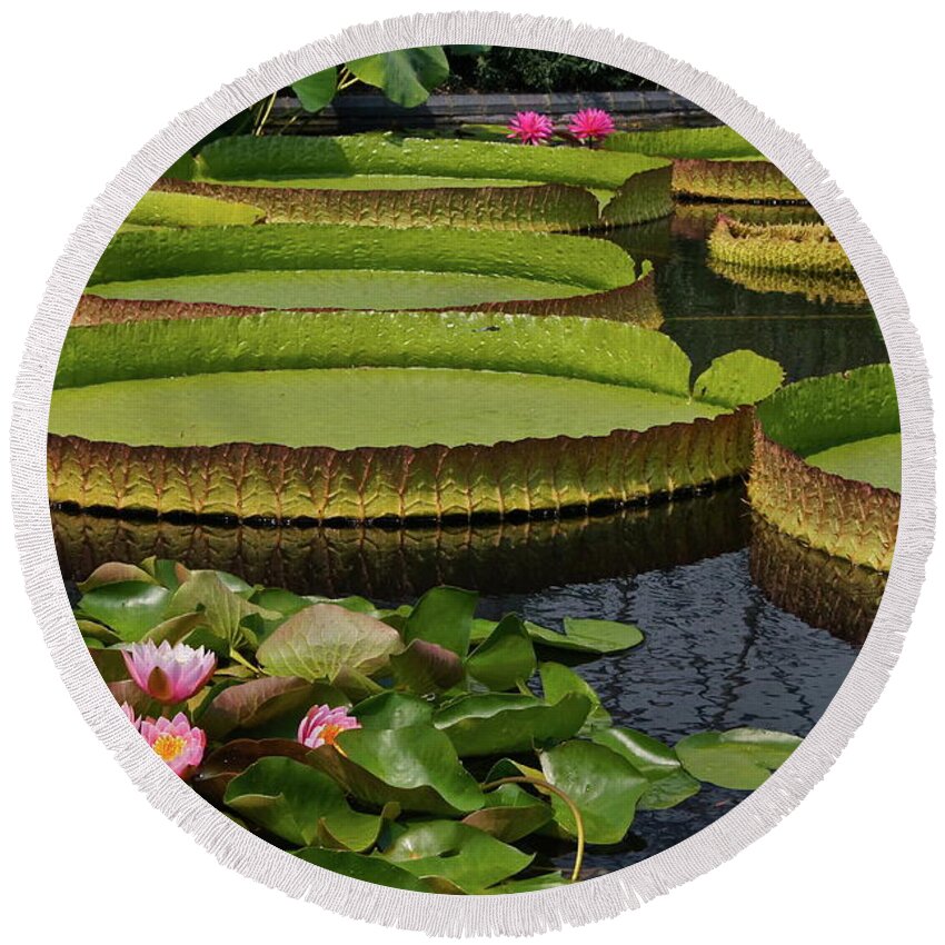 Waterlilies Round Beach Towel featuring the photograph Waterlilies North And South by Byron Varvarigos