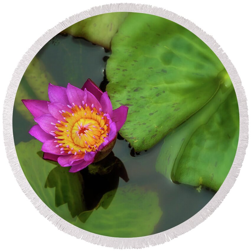 Nature Round Beach Towel featuring the photograph Waterlily 5 by Jonathan Nguyen