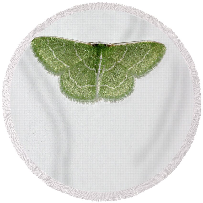 Nature Round Beach Towel featuring the photograph Wavy Lined Emerald Moth Vertical by Karen Adams
