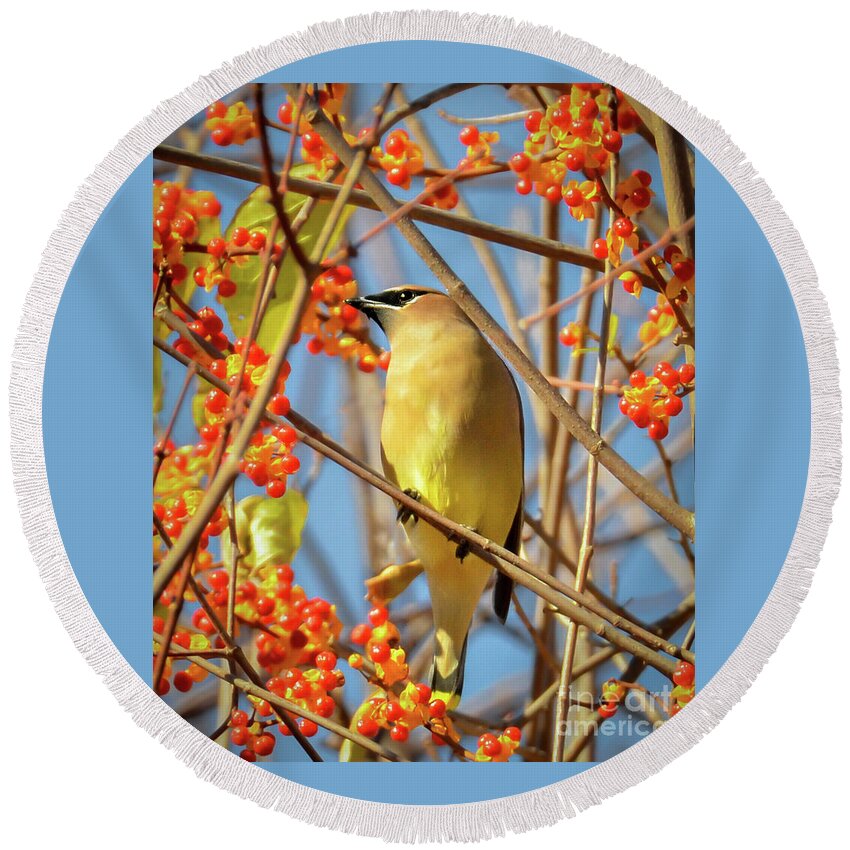 Cedar Waxwing Round Beach Towel featuring the photograph Waxwing Heaven by Amy Porter