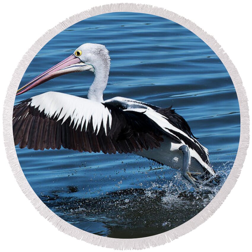 Pelicans Round Beach Towel featuring the photograph We have lift off 01 by Kevin Chippindall