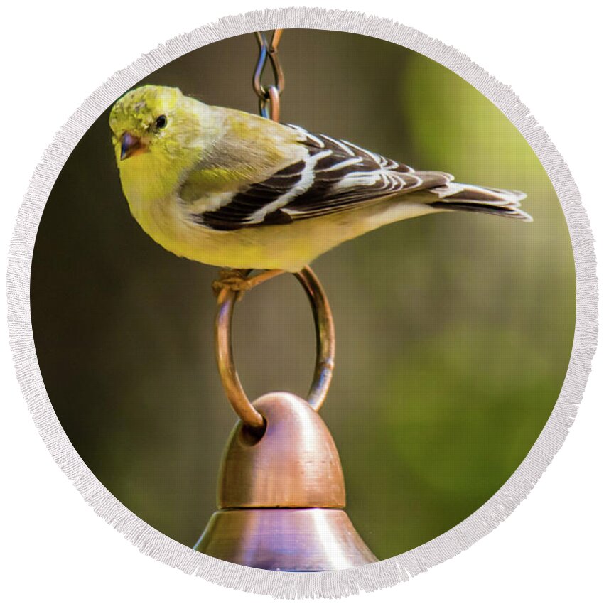 American Goldfinch Round Beach Towel featuring the photograph We need more food Mr. Jackson by Robert L Jackson