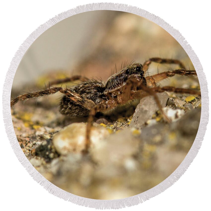 Spider Round Beach Towel featuring the photograph Wee Little Jumper by Shawn Jeffries