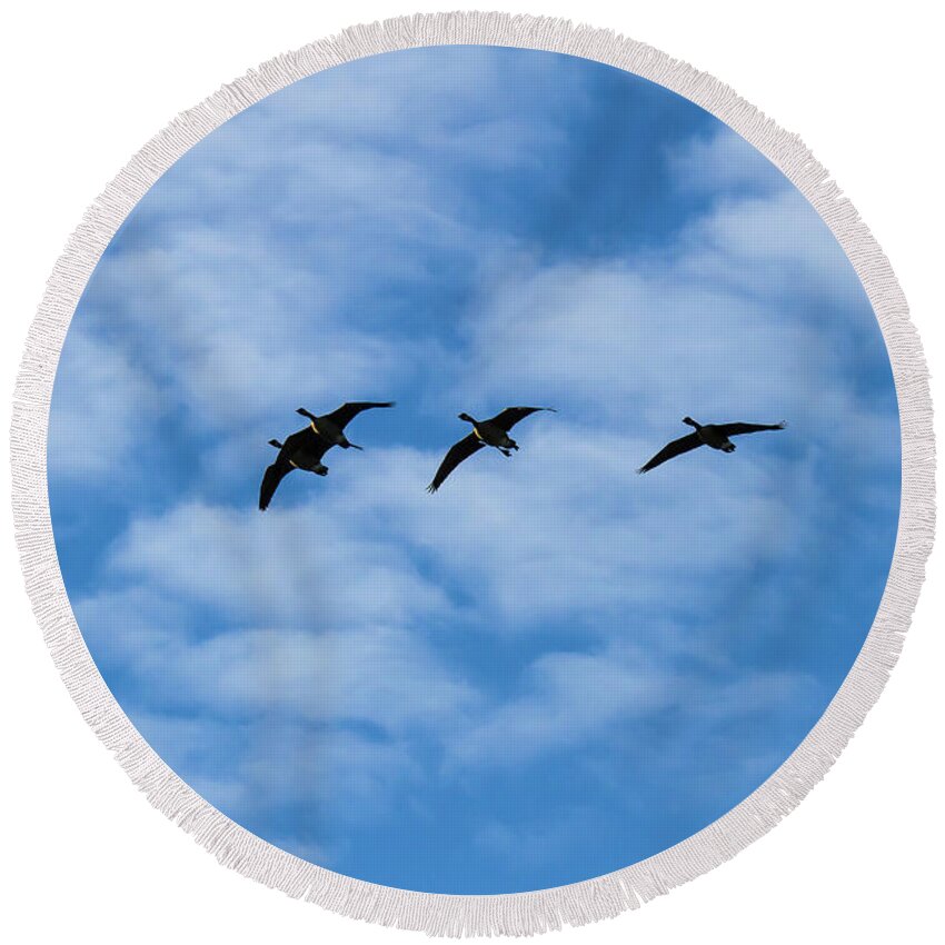 Geese Round Beach Towel featuring the photograph We'll be right back by Robert L Jackson