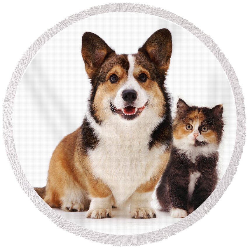 White Background Round Beach Towel featuring the photograph Welsh Corgi And Kitten by Jane Burton