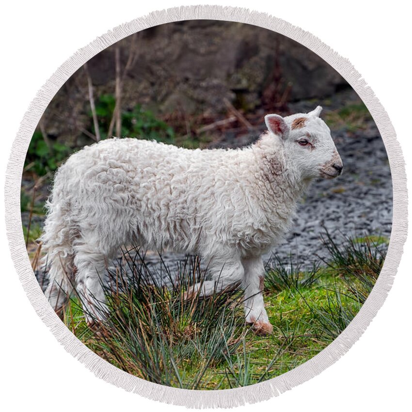 Welsh Sheep Round Beach Towel featuring the photograph Welsh Lamb by Adrian Evans