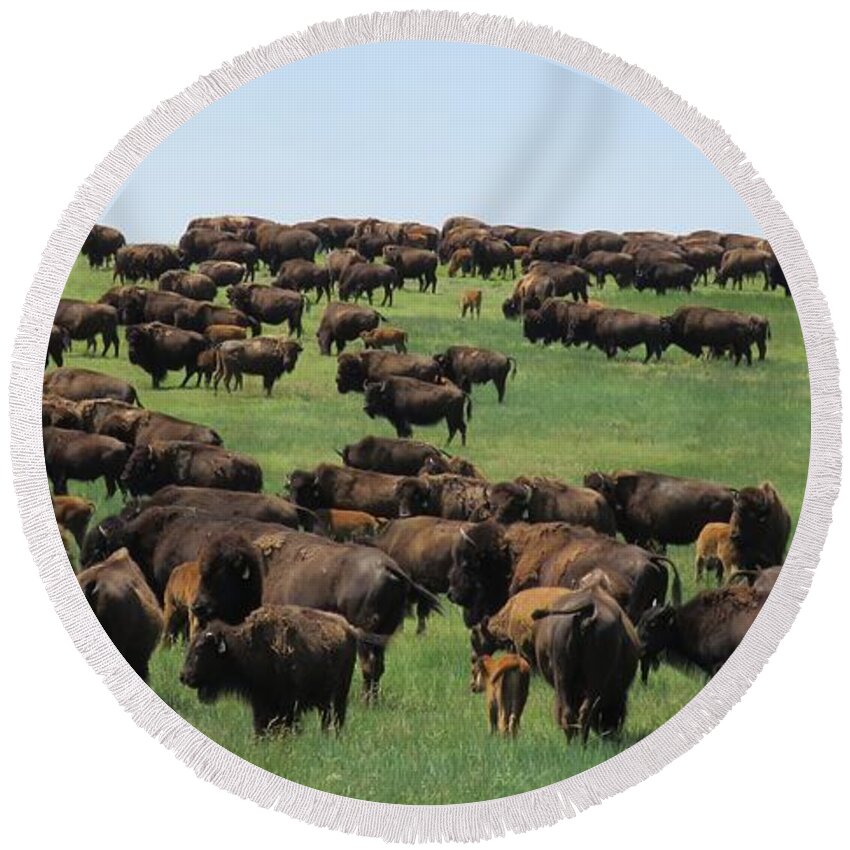 Buffalo Round Beach Towel featuring the photograph Western Kansas Buffalo Herd by Keith Stokes