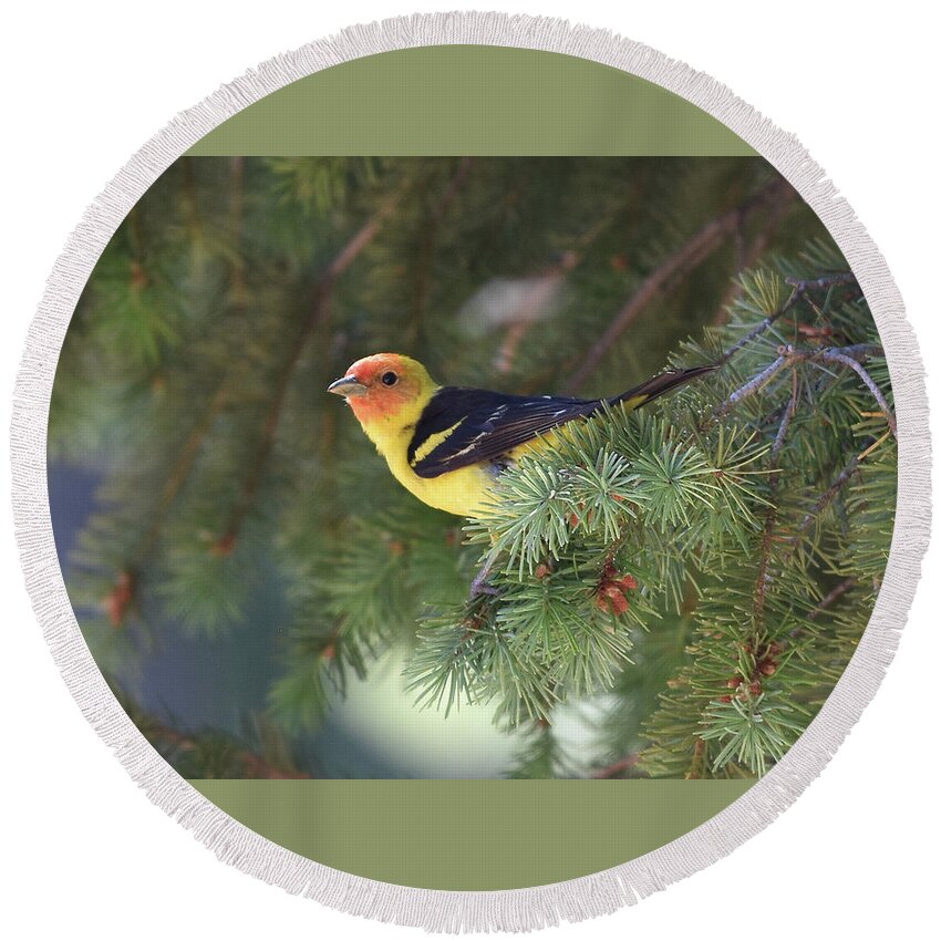  Round Beach Towel featuring the photograph Western Tanager by Ben Foster