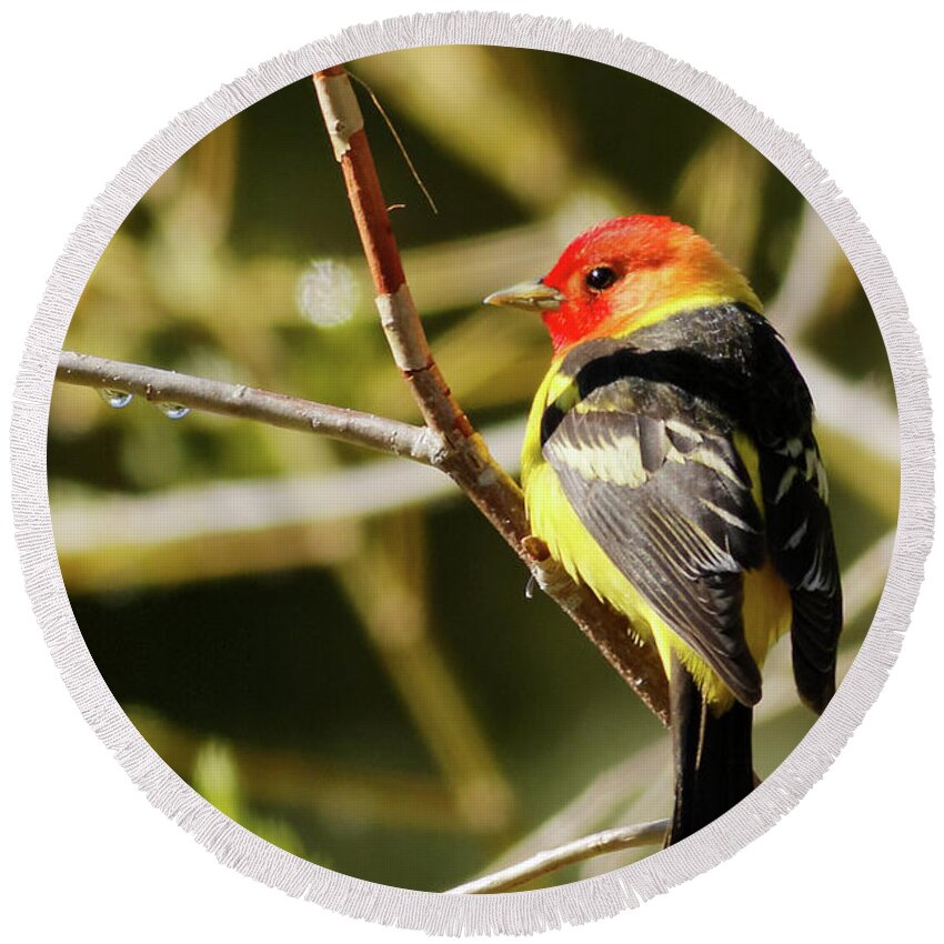 Western Tanager Round Beach Towel featuring the photograph Western Tanager in the Rocky Mountains of Colorado by Natural Focal Point Photography