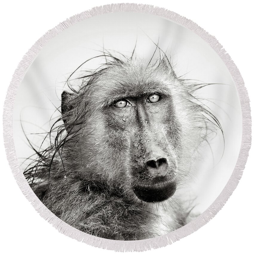 Baboon Round Beach Towel featuring the photograph Wet Baboon portrait by Johan Swanepoel