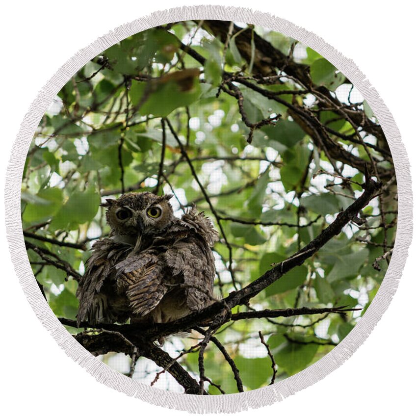 Great Round Beach Towel featuring the photograph Wet Owl - Wide View by Douglas Killourie