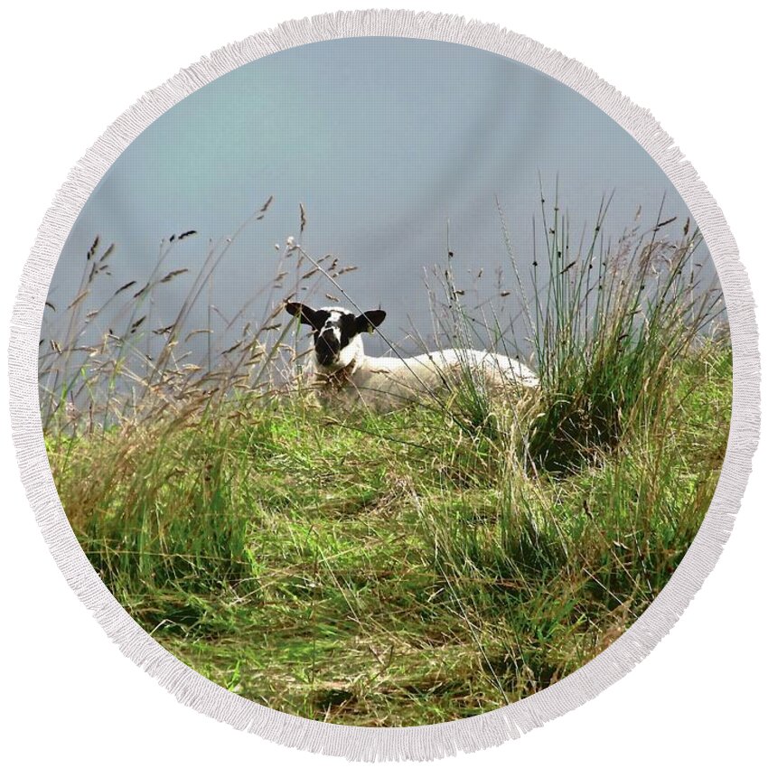 Sheep Round Beach Towel featuring the photograph Wet sheep by Stephanie Moore