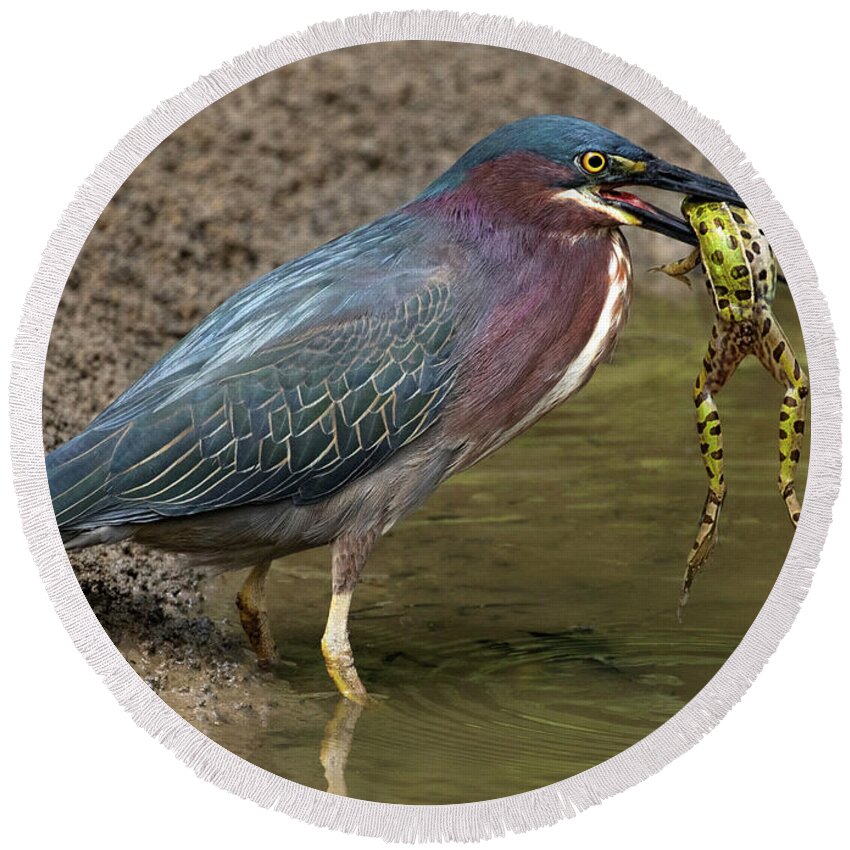 Green Heron Round Beach Towel featuring the photograph Wetland Encounters by Art Cole