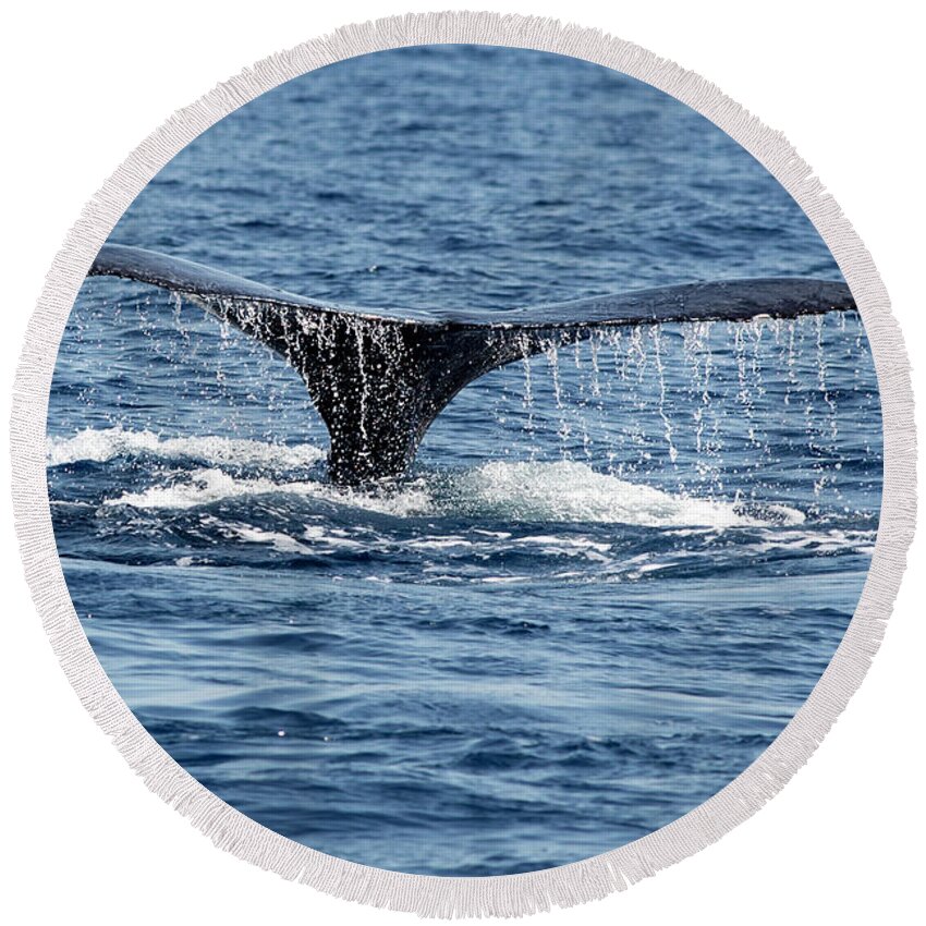 Whale Whale Tail Round Beach Towel featuring the photograph Whale Tail by Mark Harrington