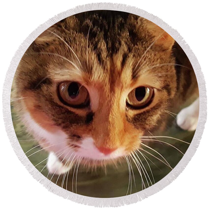 Cat Round Beach Towel featuring the photograph Hungry Eyes by Rowena Tutty