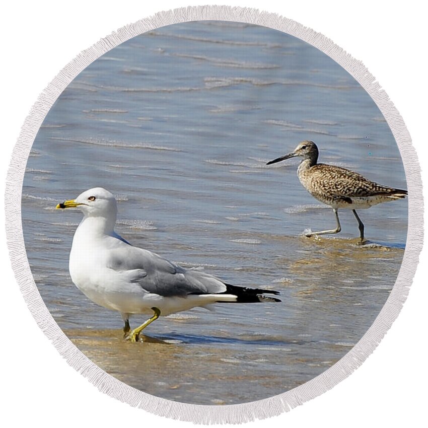 Birds Round Beach Towel featuring the photograph Outer Banks OBX #10 by Buddy Morrison