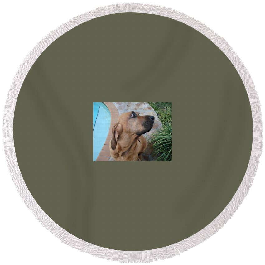 Bloodhound Round Beach Towel featuring the photograph What was that by Val Oconnor