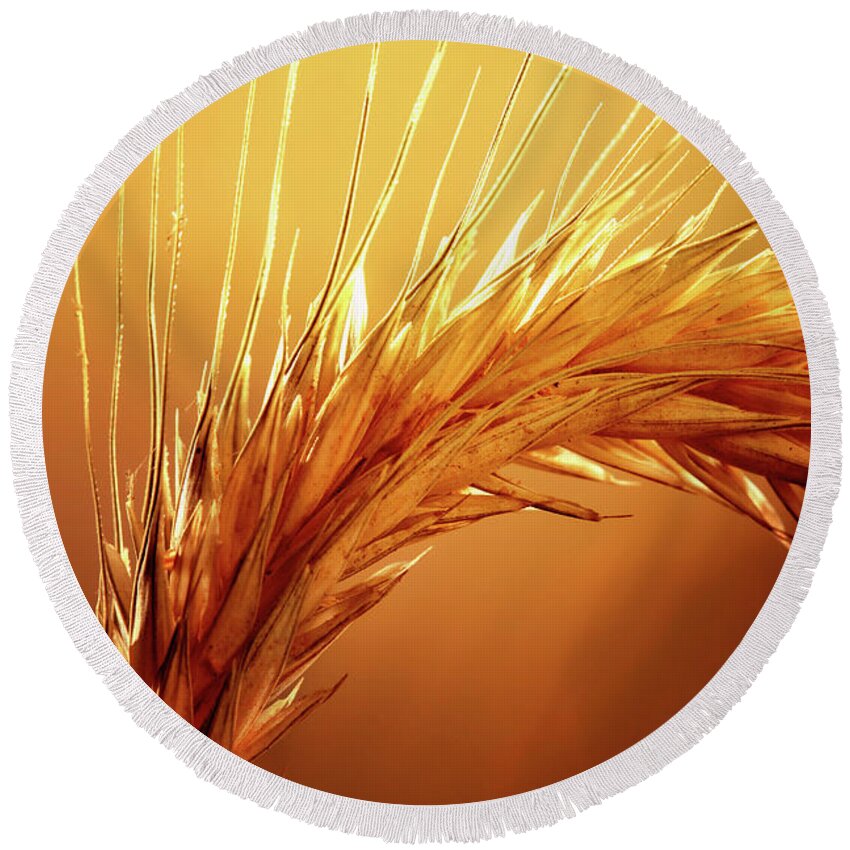 Wheat Round Beach Towel featuring the photograph Wheat Close-up by Johan Swanepoel