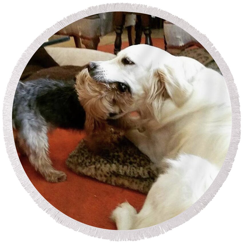 Dog Round Beach Towel featuring the photograph Risky Kisses by Rowena Tutty