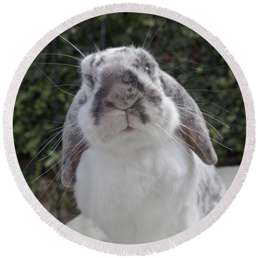 Bunny Round Beach Towel featuring the photograph Whisker Envy? by Terri Waters