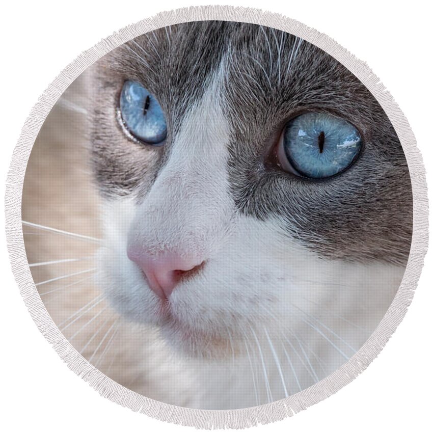 Cat Round Beach Towel featuring the photograph Whiskers by Derek Dean