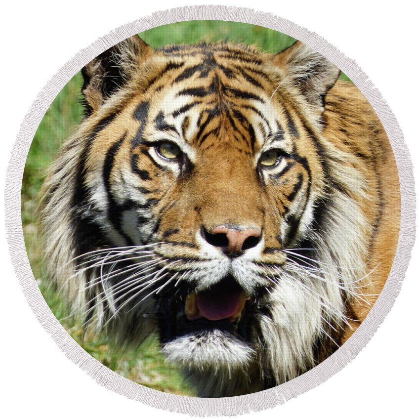 Sumatran Round Beach Towel featuring the photograph Whiskers by Steve Taylor