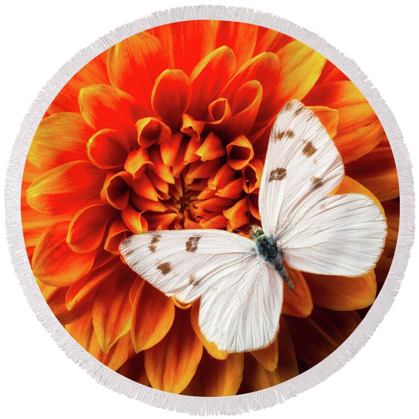 Color Round Beach Towel featuring the photograph White Butterfly On Dahlia by Garry Gay