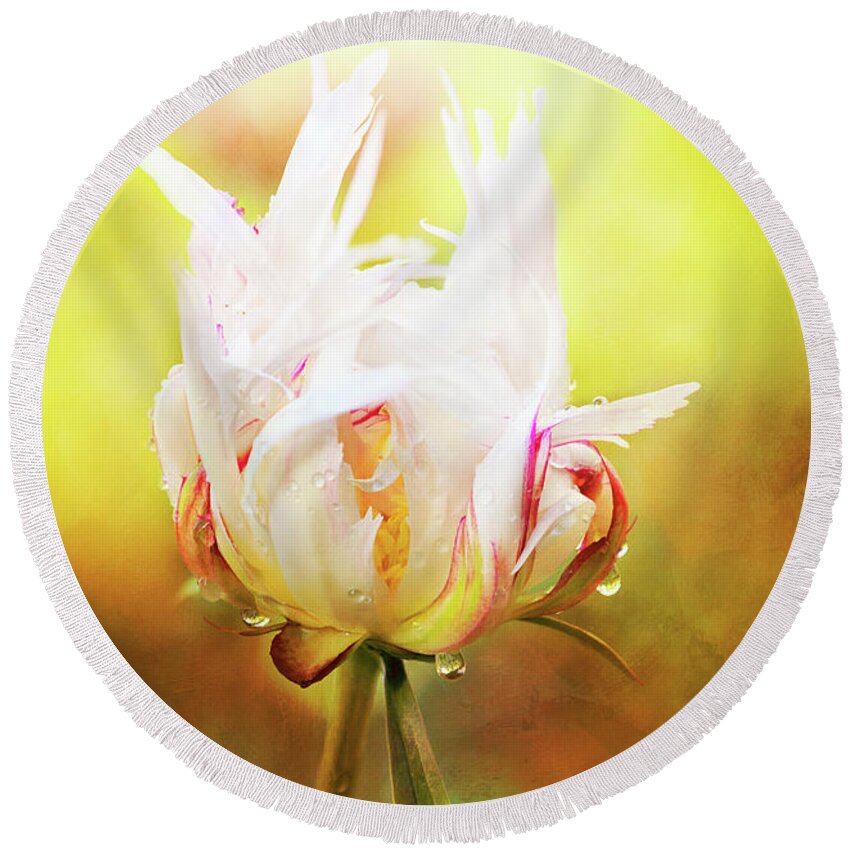 White Peony Round Beach Towel featuring the photograph White Chinese Peony Laden with Raindrops by Anita Pollak