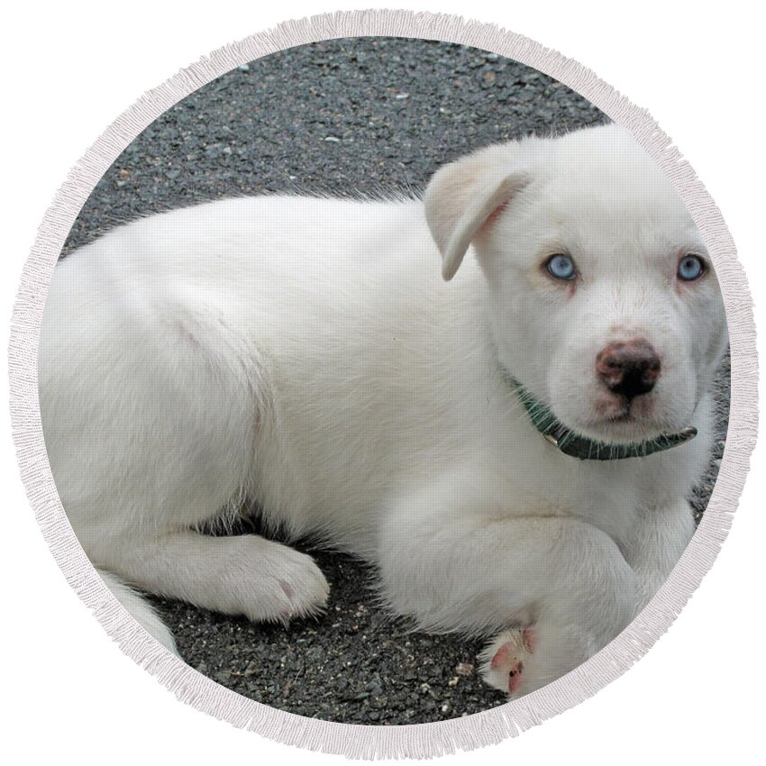 Dog Round Beach Towel featuring the photograph White Dog Blue Eyes by Barbara McDevitt