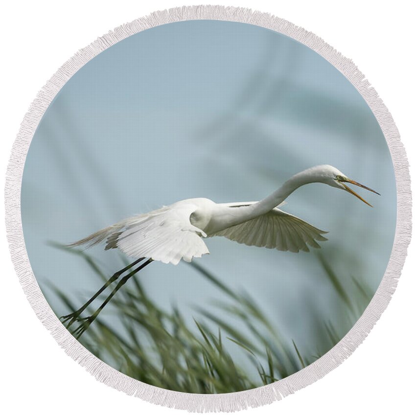 Great Egret Round Beach Towel featuring the photograph White Egret 2016-2 by Thomas Young