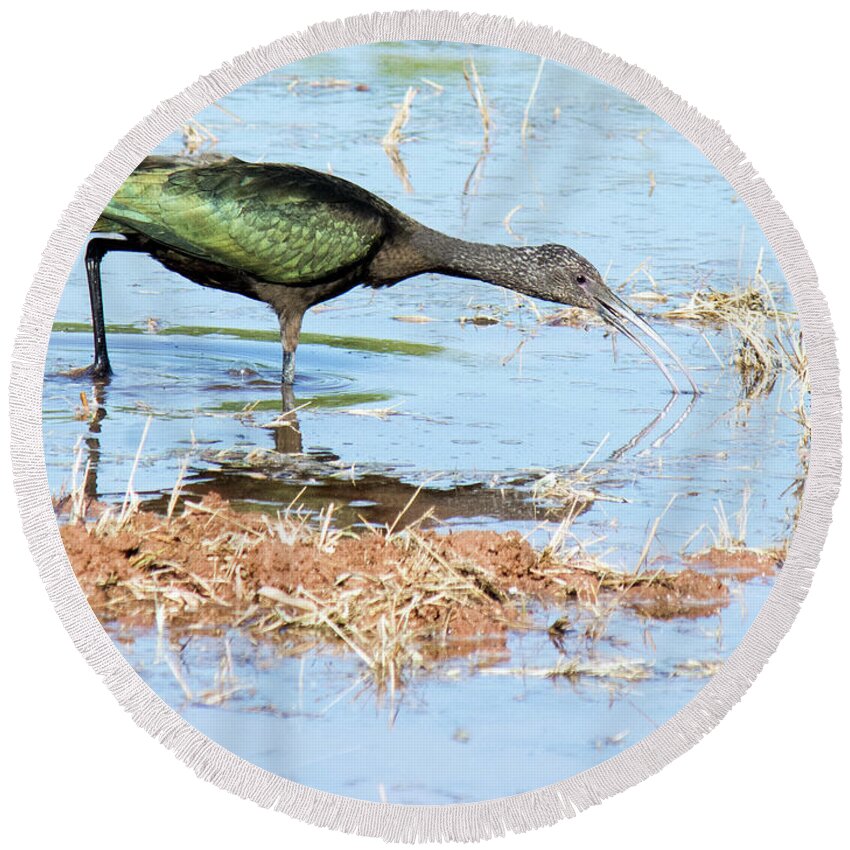 White-faced Round Beach Towel featuring the photograph White-faced Ibis 6943-100517-2 by Tam Ryan