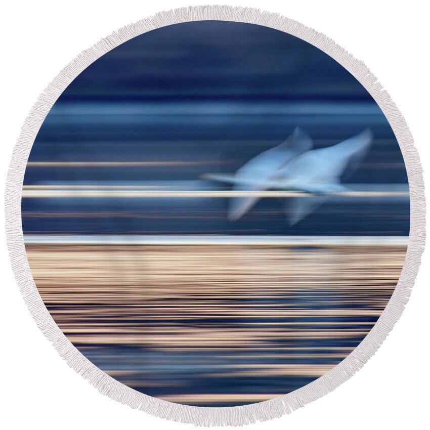 Lehtokukka Round Beach Towel featuring the photograph White flames. Whooper Swan by Jouko Lehto