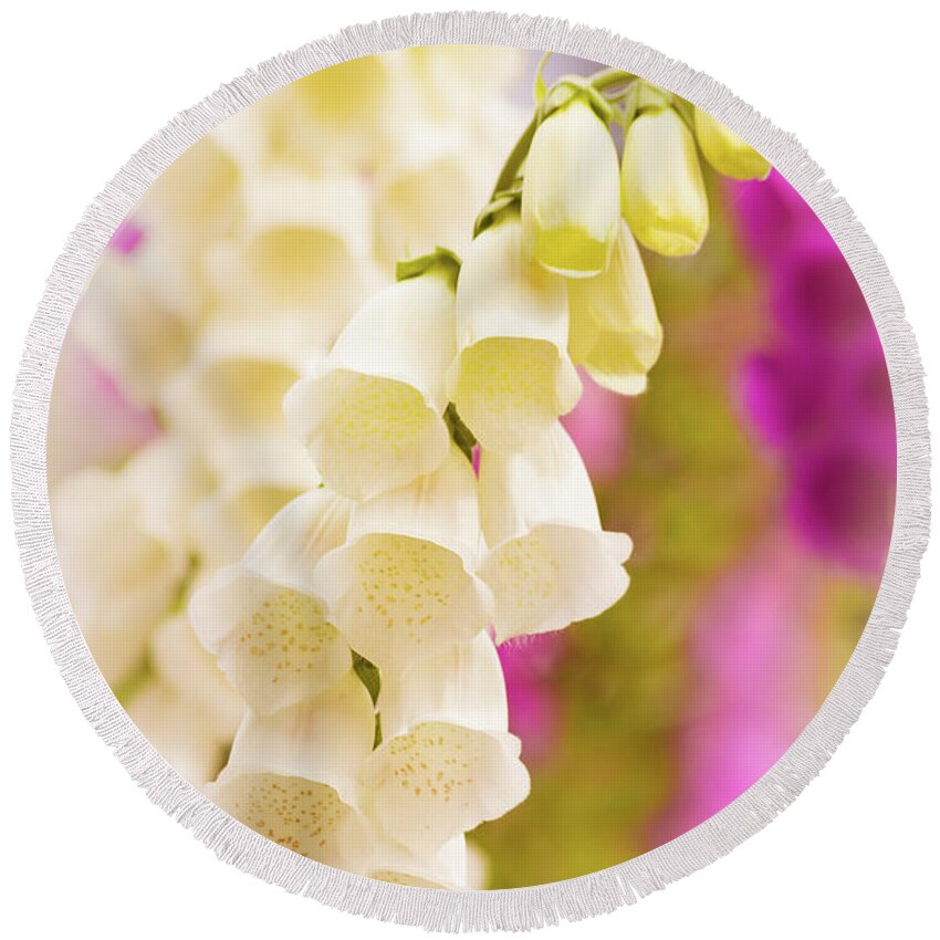 Flower Round Beach Towel featuring the photograph White Foxglove by Heather Hubbard