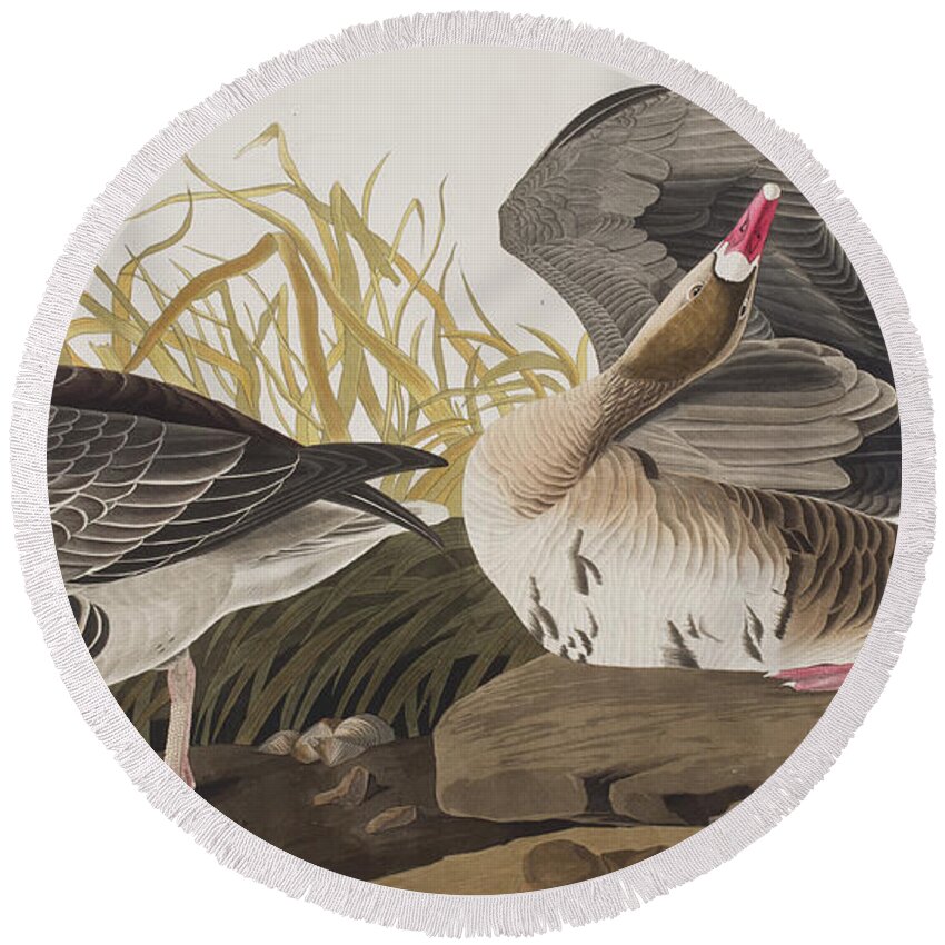 White Fronted Goose Round Beach Towel featuring the painting White-fronted Goose by John James Audubon