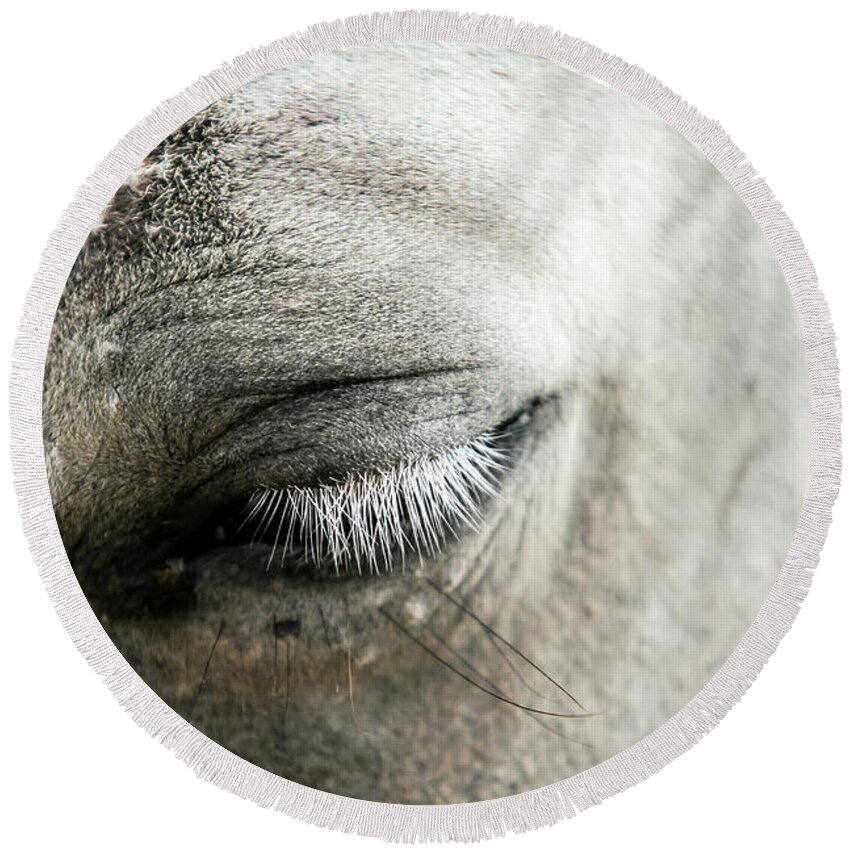 Horse Round Beach Towel featuring the photograph White horse eye with white cilia by Dimitar Hristov