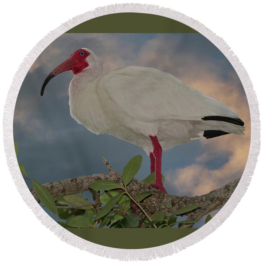 White Ibis Round Beach Towel featuring the photograph White Ibis by Larry Linton