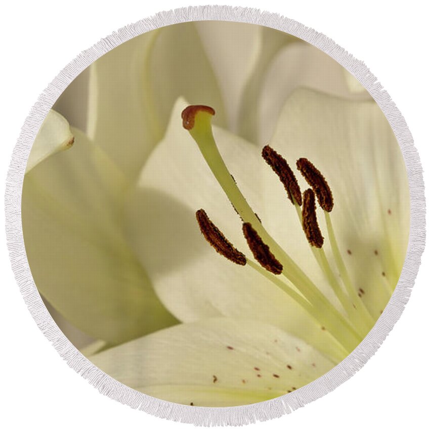 Lily Round Beach Towel featuring the photograph White Lily 3 by Elena Perelman