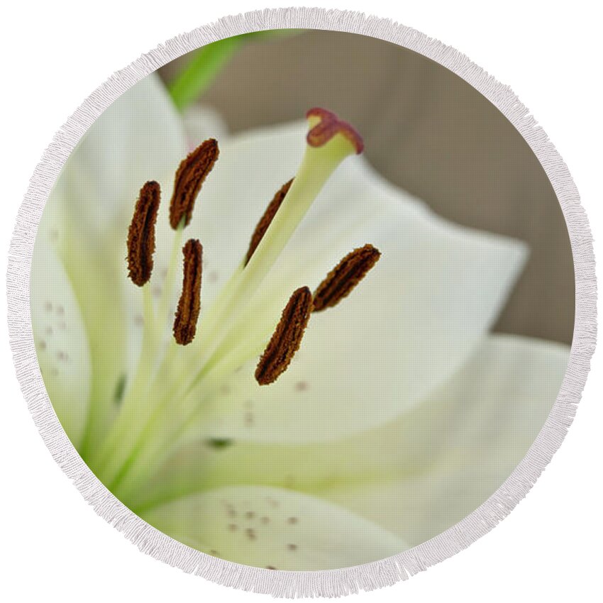 Trinity Round Beach Towel featuring the photograph White Lily 4 by Elena Perelman