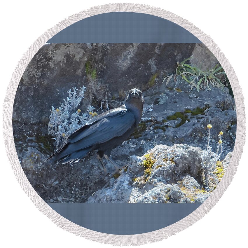 Africa Round Beach Towel featuring the photograph White-Necked Raven with Kilimanjaro Flowers by Jeff at JSJ Photography
